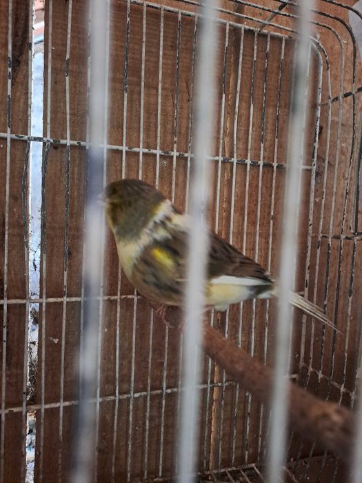 Canarios ponte de lima