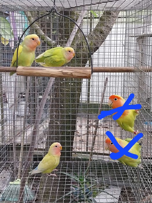 Agapornis Roseicollis