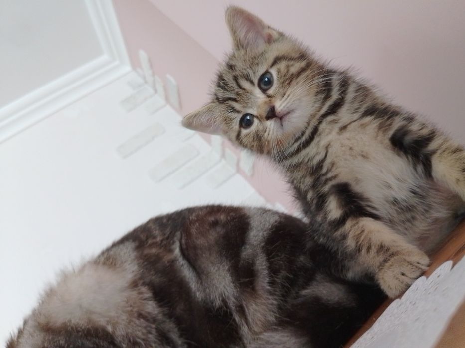 Котик шотландській прямовушка, копія тато!