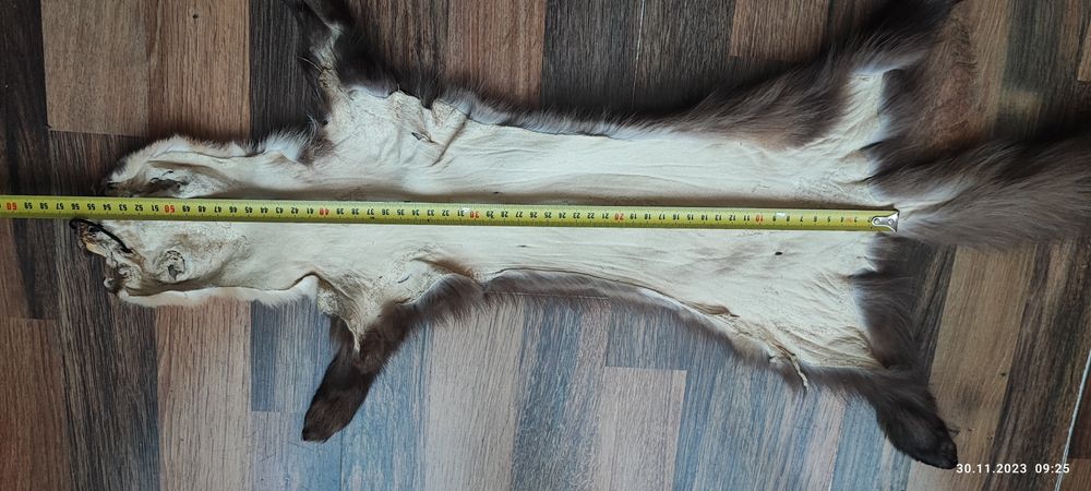 Мех куницы дикой