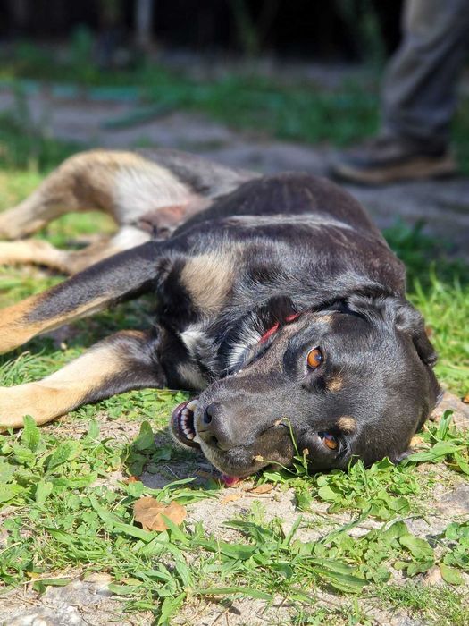 CANELA - Cadela muito meiga para adoção!