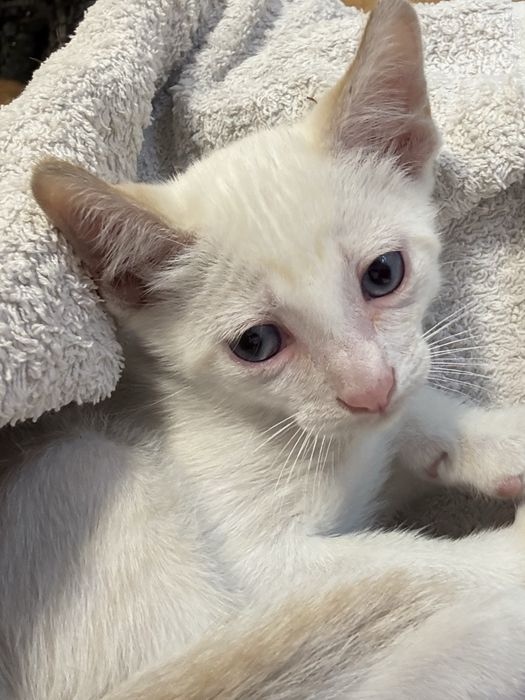 4 gatinhos para adoção responsavel