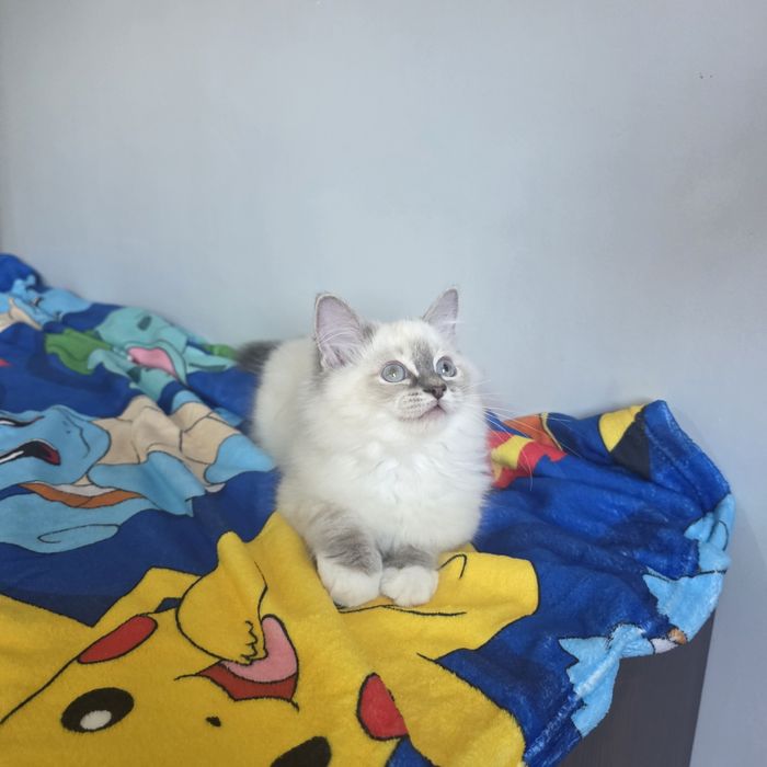 Śliczny kocurek Ragdoll