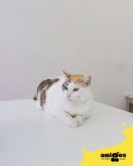 SANTA [Europeu] p/ Adoção