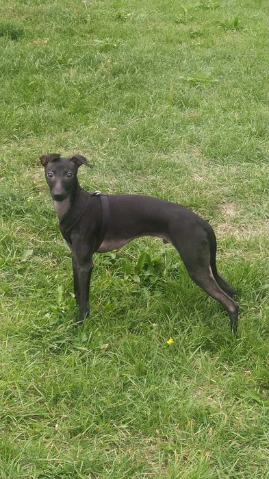 Левретка,очаровательный мальчик.