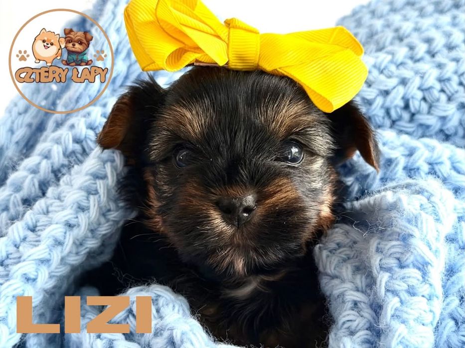 Yorkshire terrier