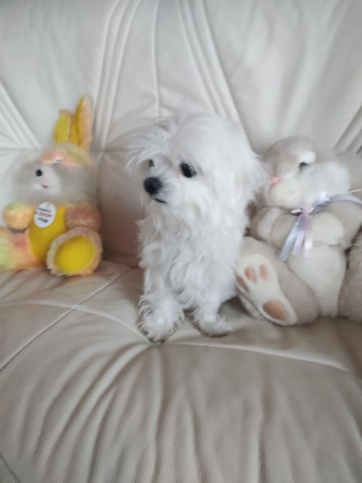 В'язка мальтійскої болонки