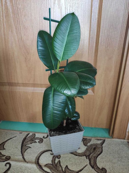 Фикус кустовой  молодое растение