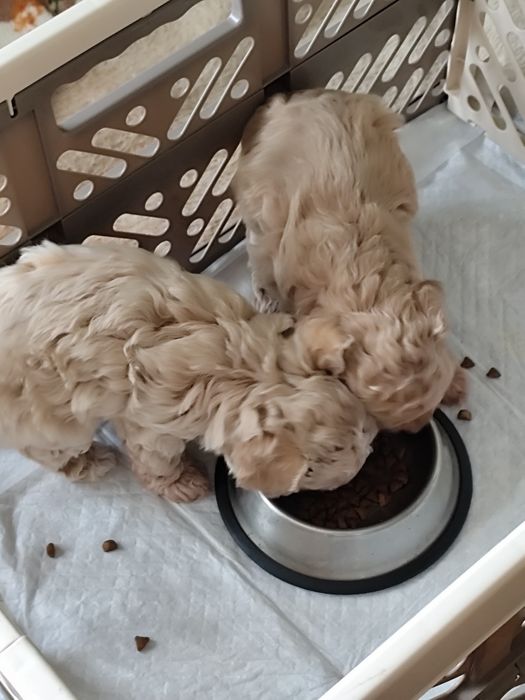 Пухнастики в сім'ю