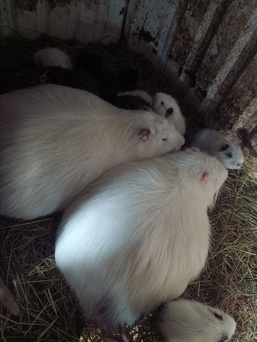 Цуценята продам.