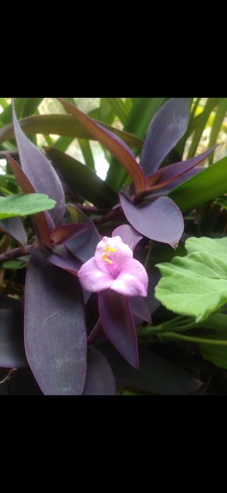 Комнатные растения