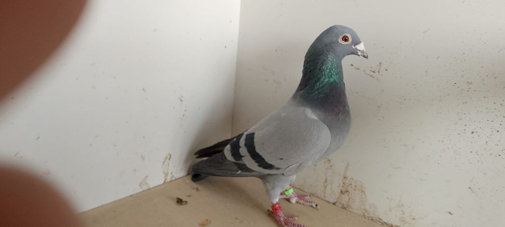 Sprzedam pocztowe samczyki