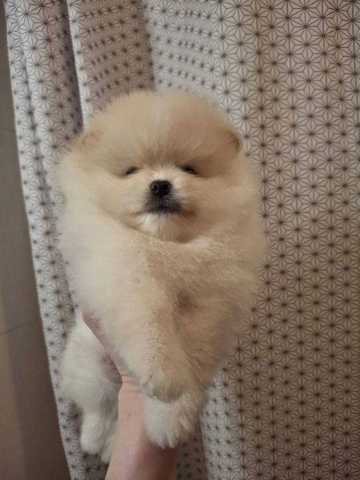 Spitz Alemão Anão Beje (Lulu da Pomerânia)