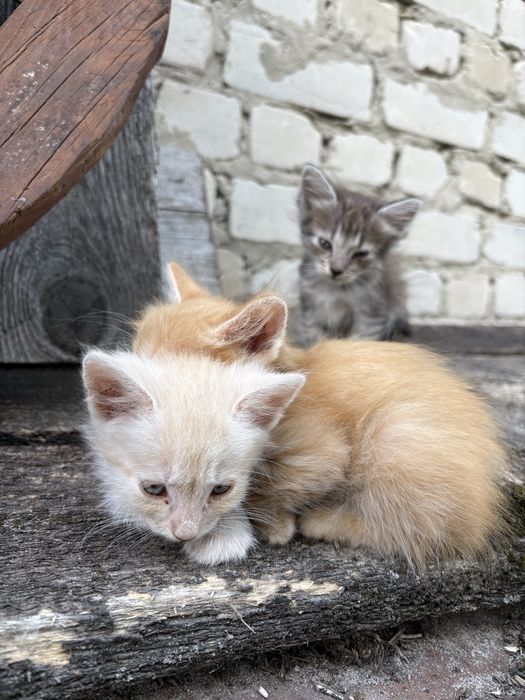 Кошенята шукають люблячий дім.