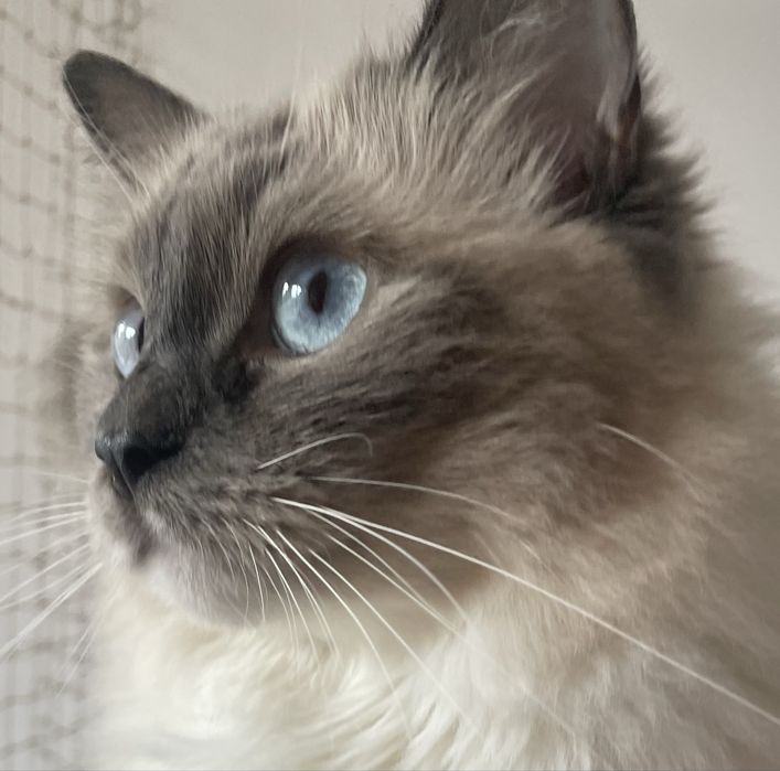 Hotel psów, kotów, królików i gryzoni