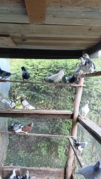 Staropolskie  młode i starsze