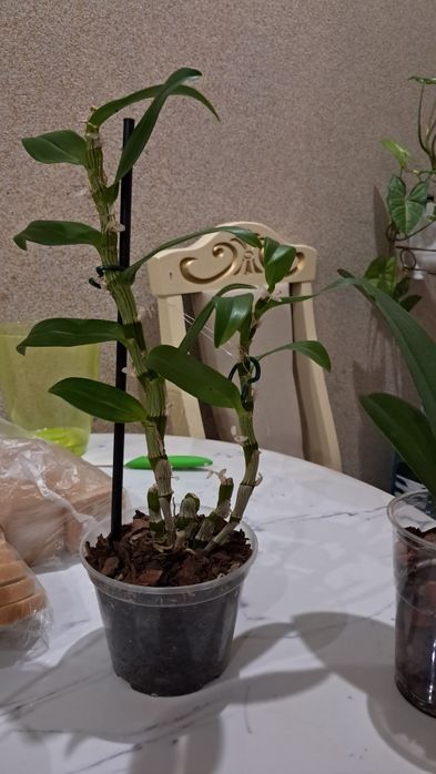 Білий дендробіум , пускає дітку