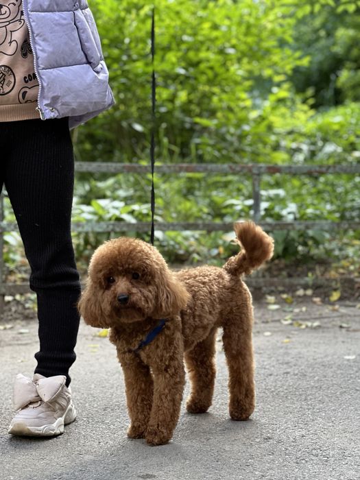 Опытный пудель для вязки