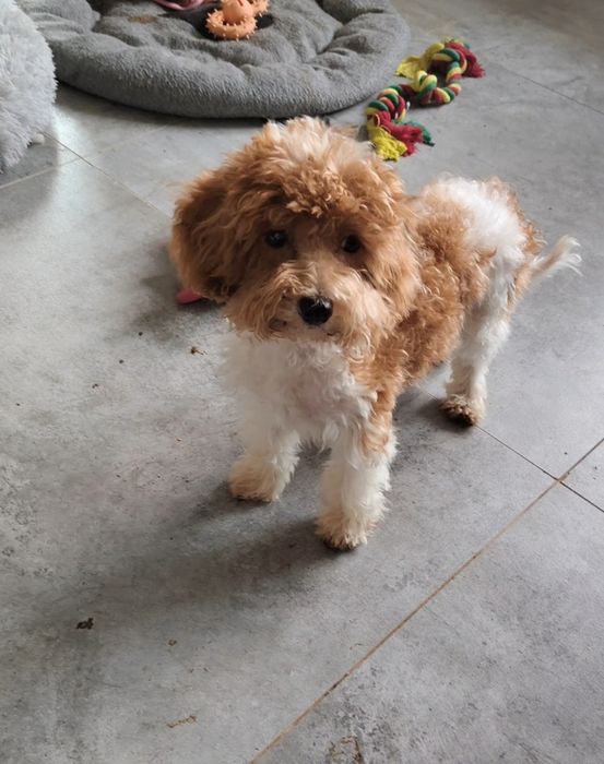Maltipoo piękna sunia