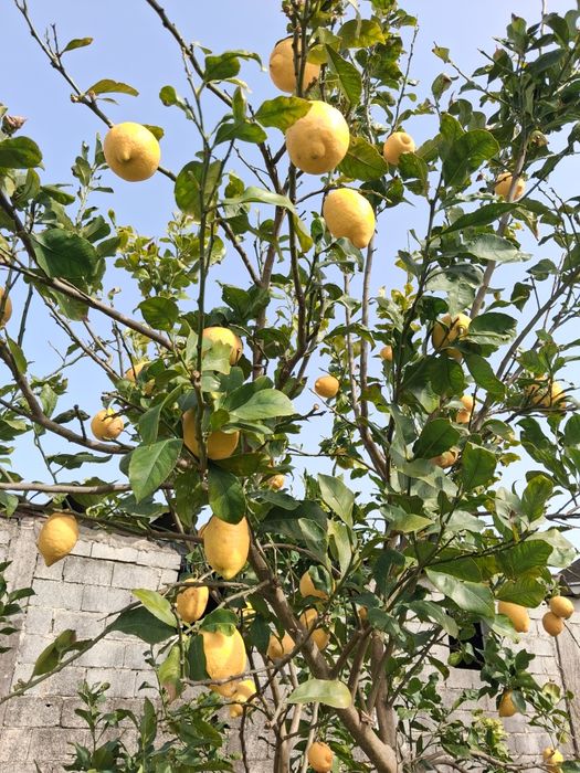 Limões caseiros de propriedade agrícola
