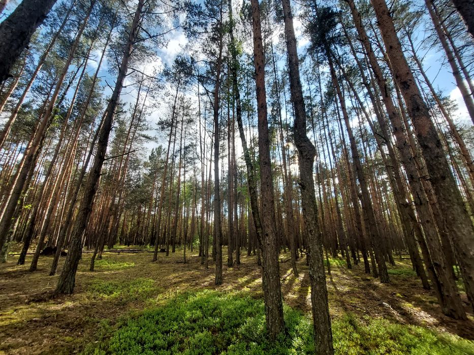 Działka leśna i rolna 4,29ha