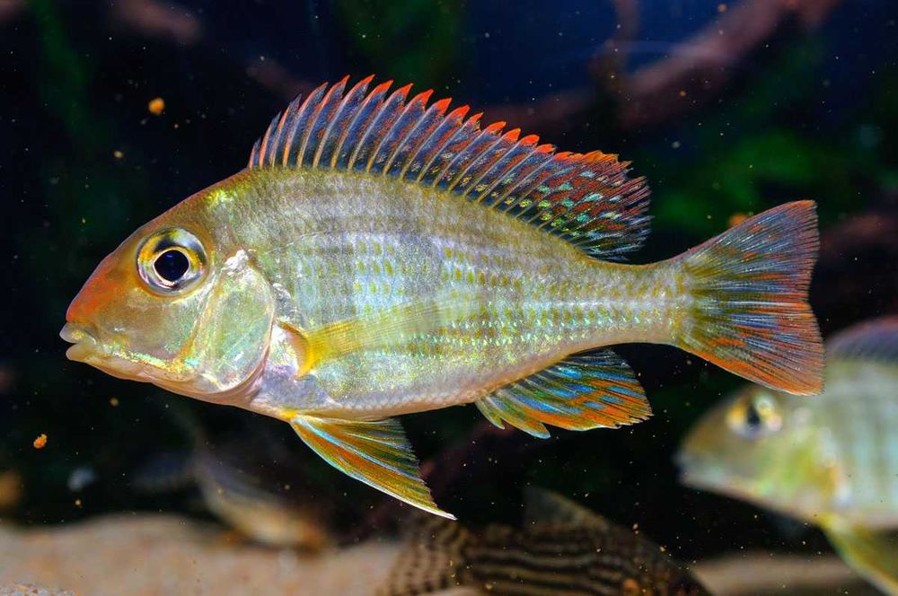 GB Ziemiojad Red Head Tapajos - dowóz ryb!