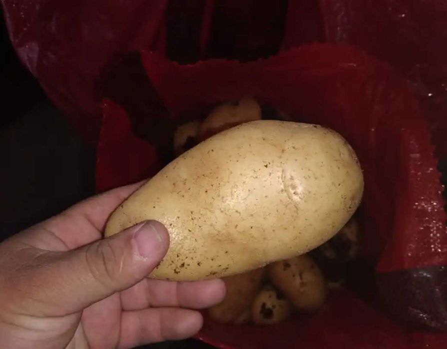 Batatas de qualidade