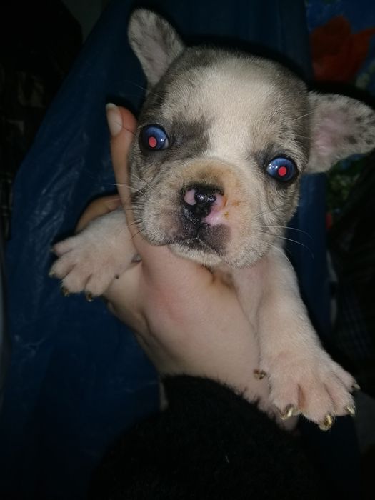 Французики Чистокровні хлопчики та дівчатка є доставка з рук в руки