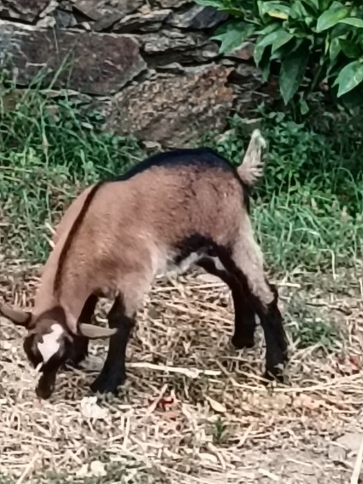 Cabrito Murciano