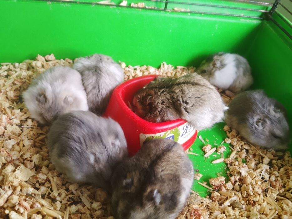Джунгарский хомяк