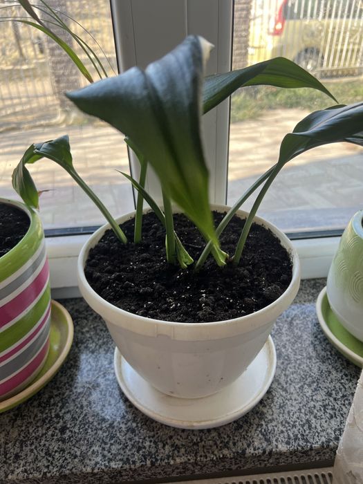 Вазони. Маб дуже багато , від 50грн до 500грн.  Ціну  уточнюйте