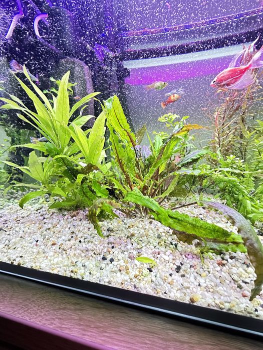 Sprzedam zestaw roślin i małych rybek.
