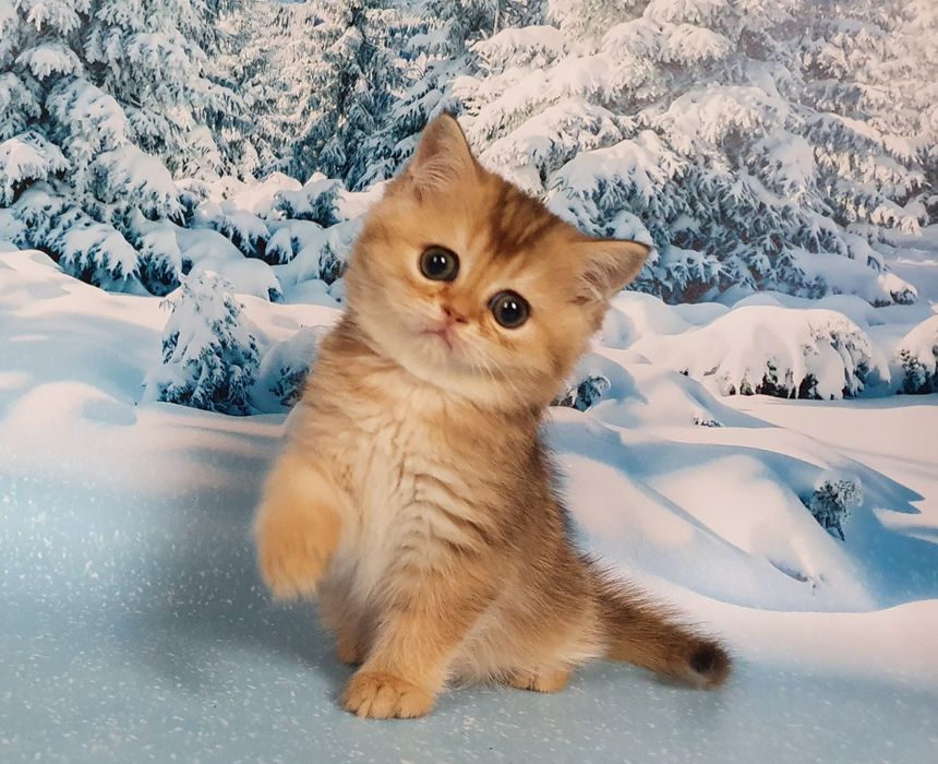 Пандора - скоттиш страйт