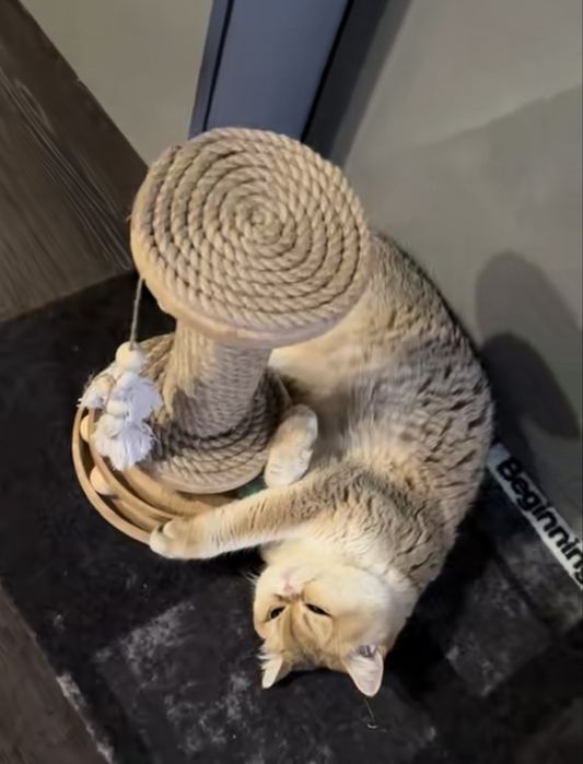 Вежа будиночок кігтеточки кігтедерка комплекс для кота