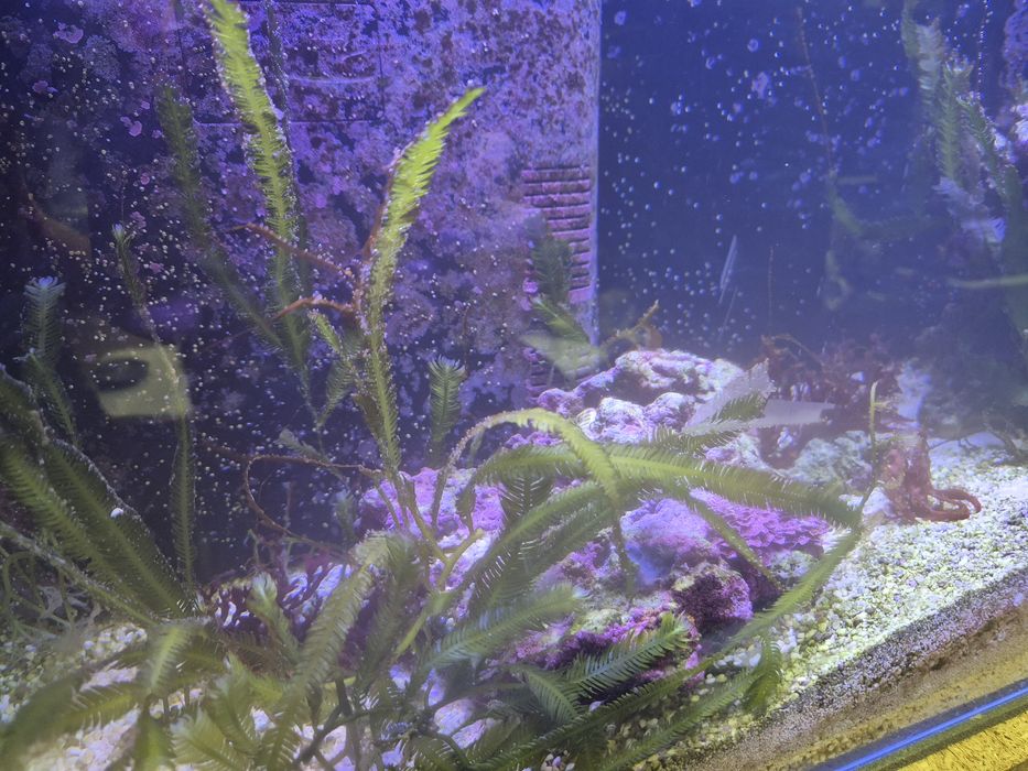 Makroglony i 2 skałki akwarium morskie