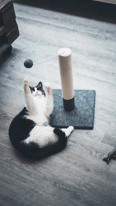 Poste arranhador para gato bola para brincar 30x42cm NOVO ENVIO GRÁTIS