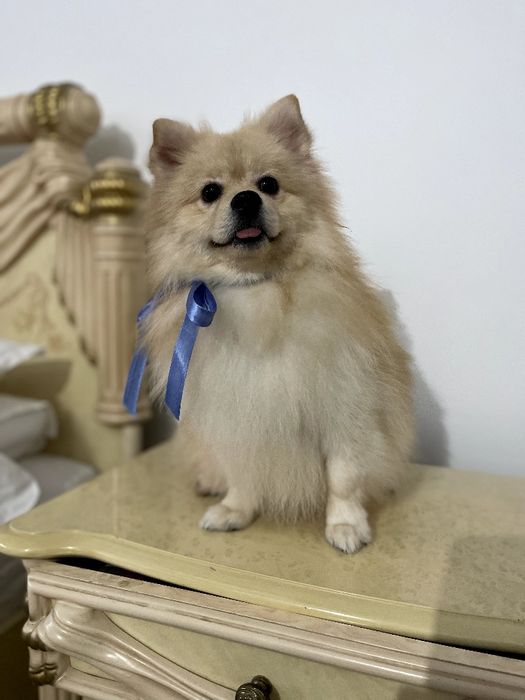 Померанські шпіци — Маленькі моделі для обіймів