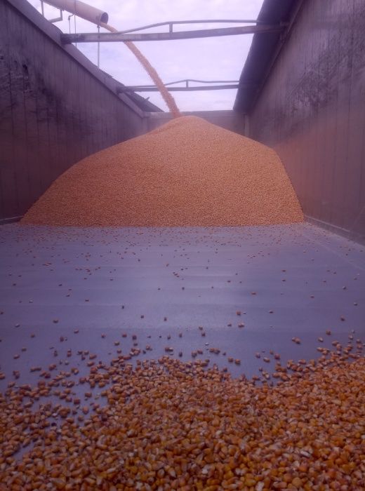 Kukurydza sucha, polska, zbiór 2025