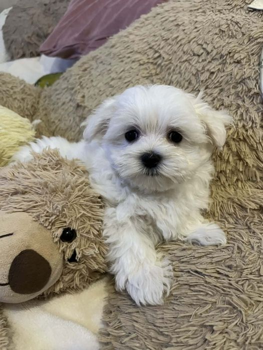 Maltanczyk ,,suczka,,