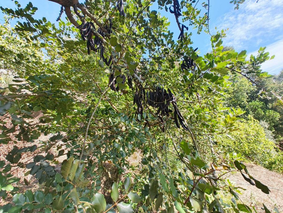 Venda de Alfarroba