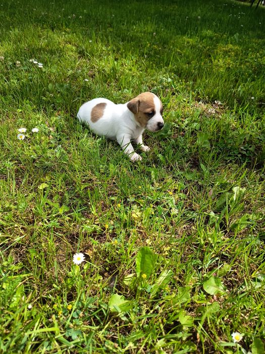 Jack Russell Terrier