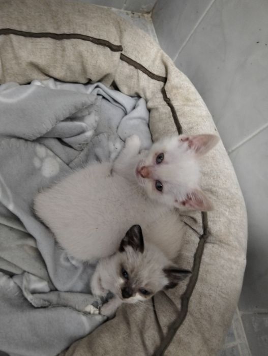 2 gatos Branquinhos para adoção