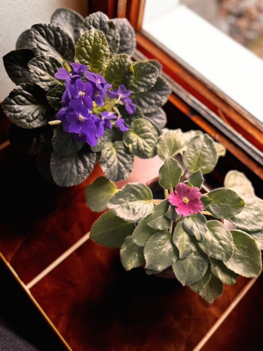 Фіалки кімнатні