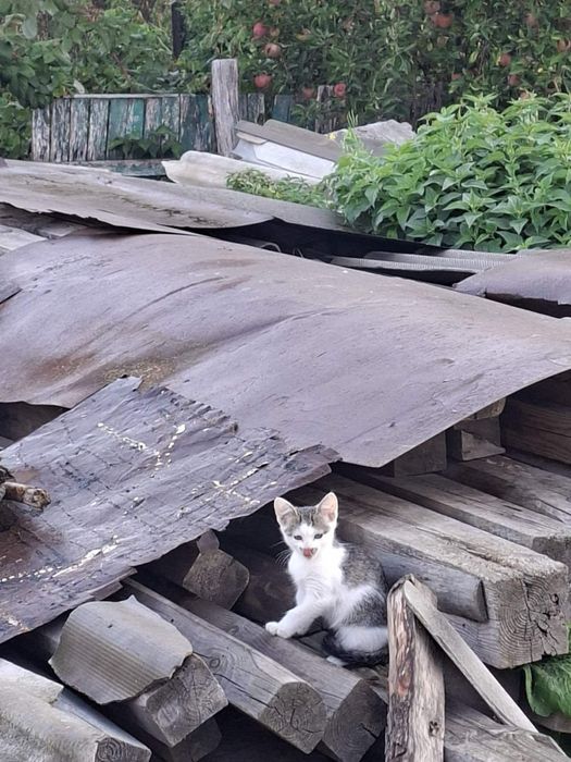 Кошеня шукає дім