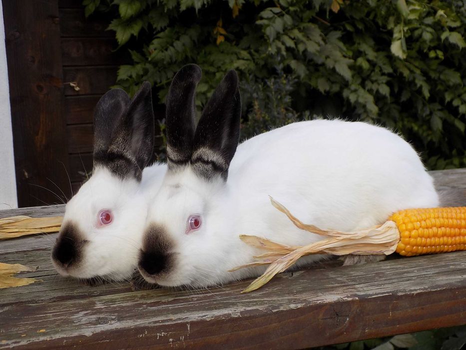 Sprzedam króliki rasy Kalifornijskiej