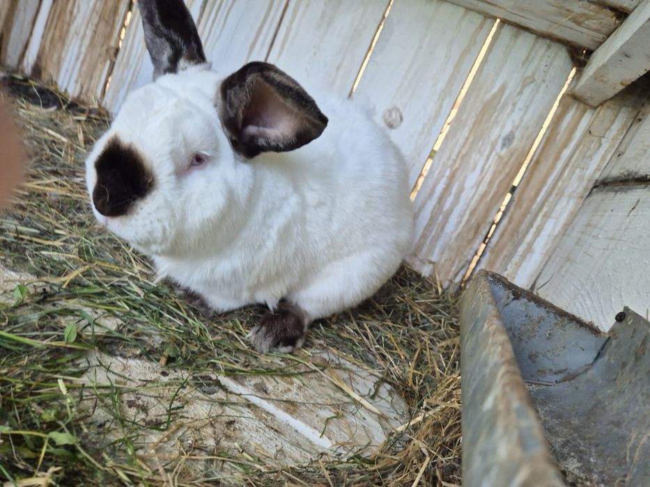 Sprzedam samca kalifornijskiego