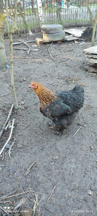 Koguty i kury  Brahna, kochin olbrzymi