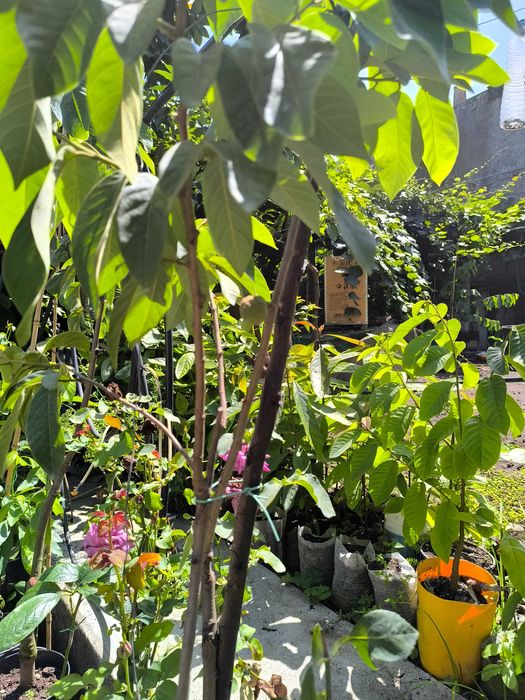 Anoneiras exóticas enxertadas