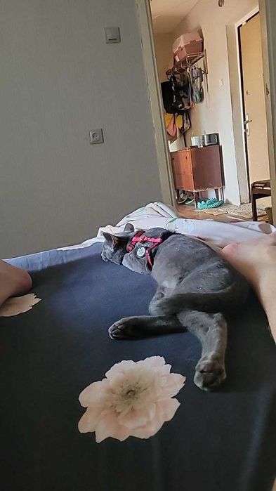 Чуфік, котик два роки, проблема з оком