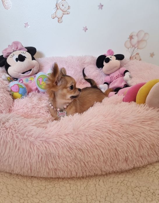 Chi Fêmea mini  pêlo longo c tds as vacinas  Pedigree e afixo